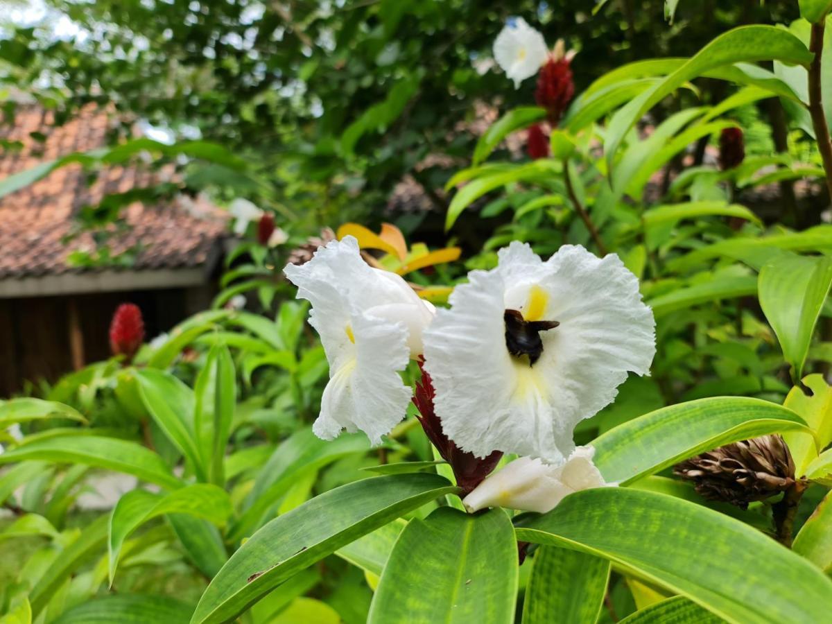 Villa Kayu ยอกยาการ์ตา ภายนอก รูปภาพ